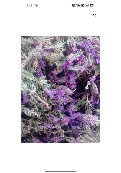 Karabaş Otu Çayı Kurutulmuş/yeni Mahsül 50 Gr