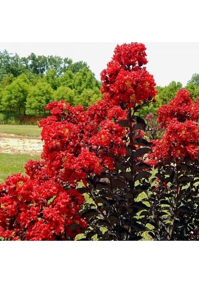 Oya Ağacı Black Best Red Siyah Yapraklı Kırmızı Çiçekli Oya Ağacı 1-2 Yaş