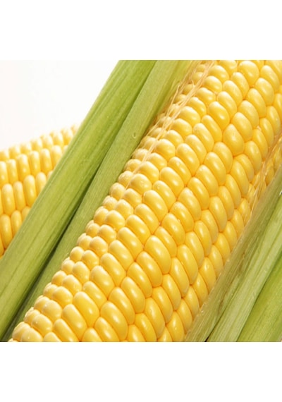 Süt Mısır Tohumu F1 500 GR