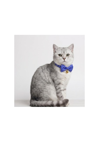 Zilli Kedi Papyon Tasması 3'lü Avantaj Seti