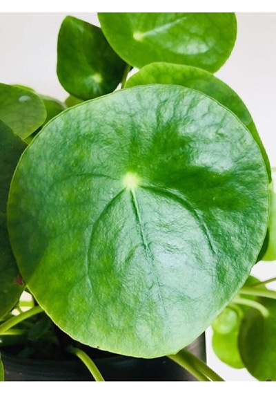 Thebestonline Şans Çiçeği Pilea Peperomioides - Çin Para Ağacı