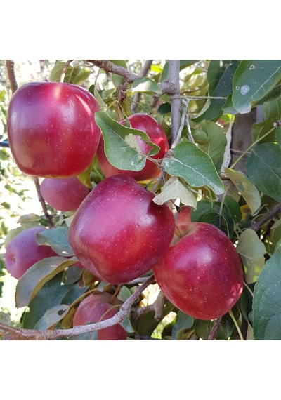 Tüplü Aşılı Yarı Bodur Dark Red Flavor Elma Fidanı
