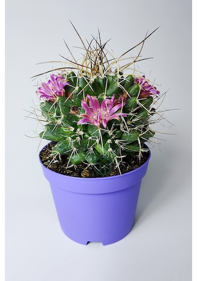Mammillaria Magnimamma Nadir Kaktüs Özel Tür Nadide Kaktus Tekli