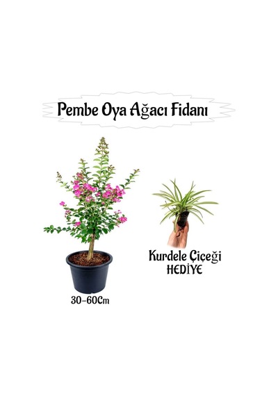 Pembe Oya Ağacı Fidanı 1 Adet Saksılı+kurdele Çiçeği Hediyeli