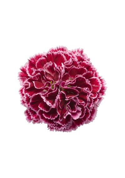 Kokulu Kırmızı Bodur Karanfil Bitkisi 1 Adet Saksılı 20-40 Cm Dianthus Caryophyllus Red