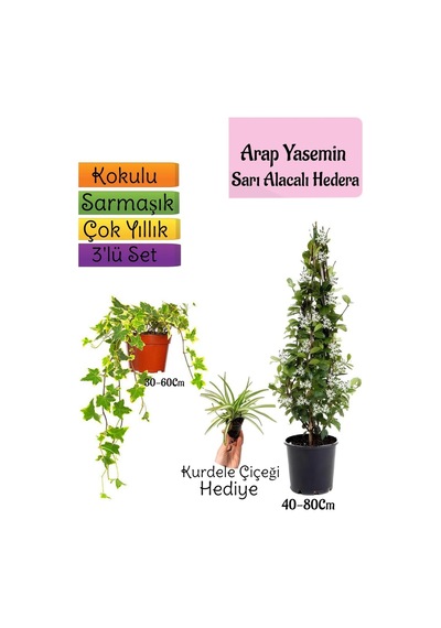 Mis Kokulu Arap Yasemini+alacalı Hedera Hex Sarmaşığı+kurdele Çiçeği 3'lü Set