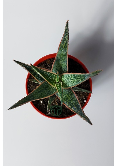 Aloe Christmas Carol Sukulent Renkli Yapraklı Koleksiyon Aloe