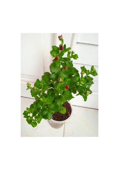 Kırmızı Bodur Kasımpatı Çiçeği Fidanı 10-20 Cm