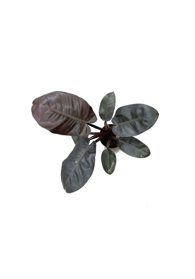 Philodendron 'black Cardinal'