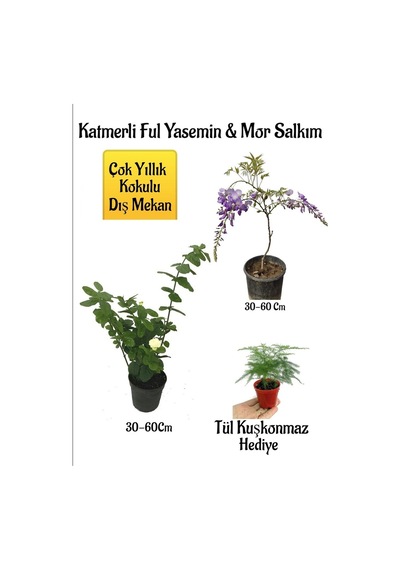 Kokulu Katmer Ful Yasemin Çiçeği+mor Salkım Ağacı Fidanı Tül Kuşkonmaz Peyzaj Seti