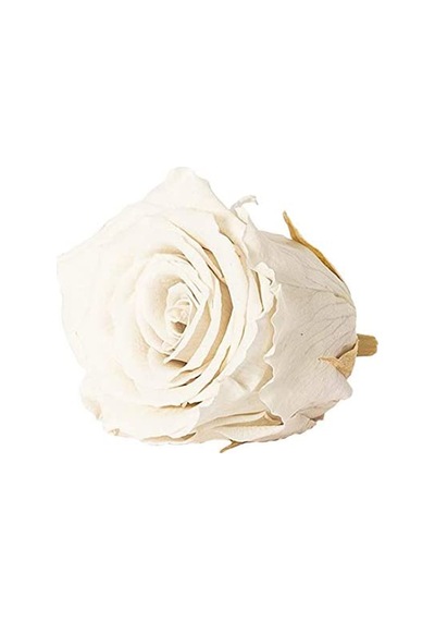 Rose Amor WHİ-04 BEYAZ  şoklanmış solmaz gül XL