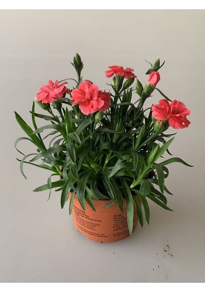 Yeni Sezon Bol Çiçekli 5 Adet Karanfil Çiçeği Renkli Bodur Tür 15-25cm