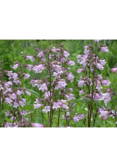 Sweet Lady Penstemon Çiçeği Tohumu 50 Adet