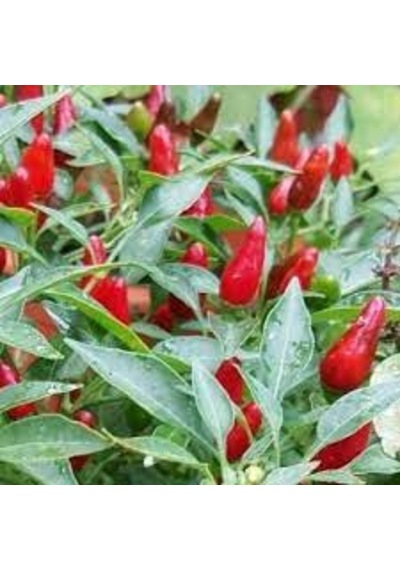 100 Adet Tohum Paket Acı Burbiye Biber Tohumu Saksı Toprak