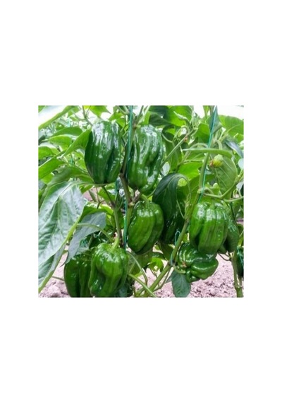 Antep Acı Dolmalık Biber Tohumu - 5 Gram