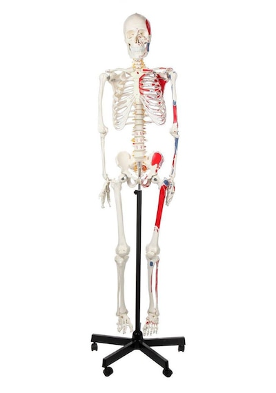 Gerçek Boyutlarında Kasları Gösteren İnsan İskeleti Modeli, Numaralandırılmış, 180 Cm - İskelet Maketi 01