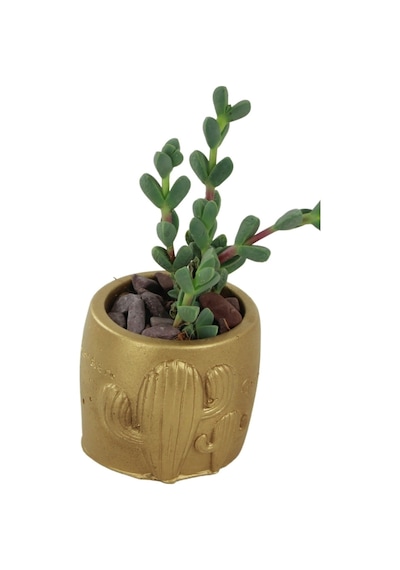Dekoratif Saksı Minik Kaktüs Saksısı 1 Adet Kaktüs Desenli Model - Altın