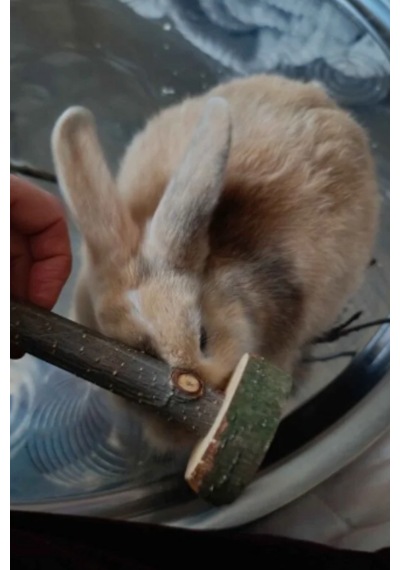 Doğal Kemirme Oyuncağı Hamster, Tavşan Ve Ginepig İçin Dayanıklı Yuvarlama Tasarım