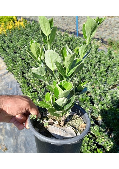 10 Adet Gümüş Taflan. Saksıda. Euonymus Japonicus Silver King