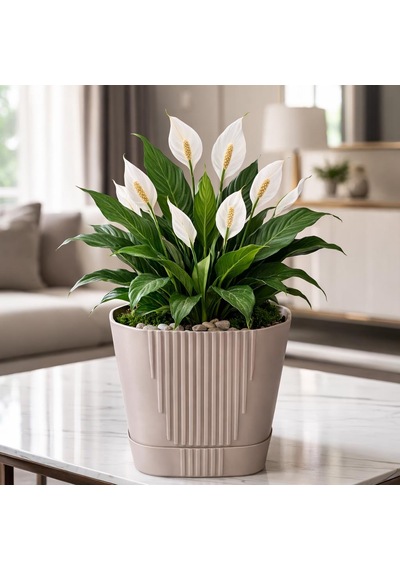 Omnipazar So-zb05 Zambak Dekoratif Plastik Saksı 8.8 Litre No:5 Mocha