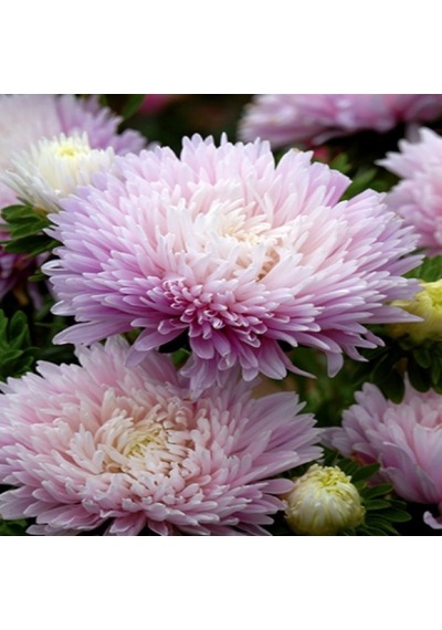 Pompon Rose Aster Çiçeği Tohumu 50 Tohum