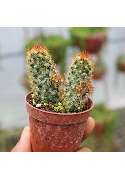 Kızıl Kaktüs - Radyasyon Düşmanı, 5.5 Cm Saksıda 1 Adet