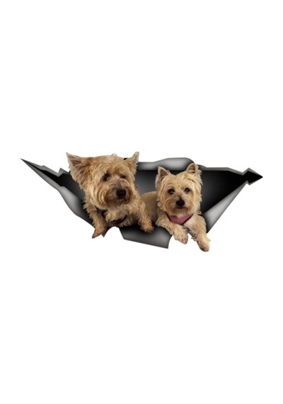 Yavru Terrier Sticker Yapıştırması 20Cm