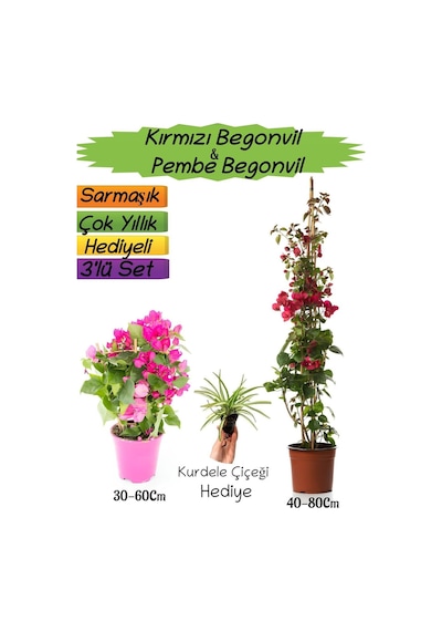 Kırmızı Renk Begonvil+pembe Begonvil+kurdele Çiçeği 3'lü Peyzaj Seti