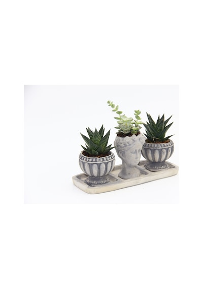 TRİO HELEN GRİ SUKULENT SETİ - Haworthia Limifolia, Echeveria