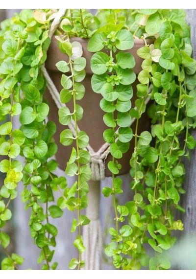 Makrome Saksılı Sarı Kız Çiçeği 1 Adet 20-40cm Altın Kolye Lysimachia Nummulari