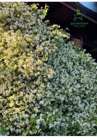 Kokulu Arap Yasemini Sarmaşığı Fidanı Rhyncospermum Jasminoides 20-30 Cm