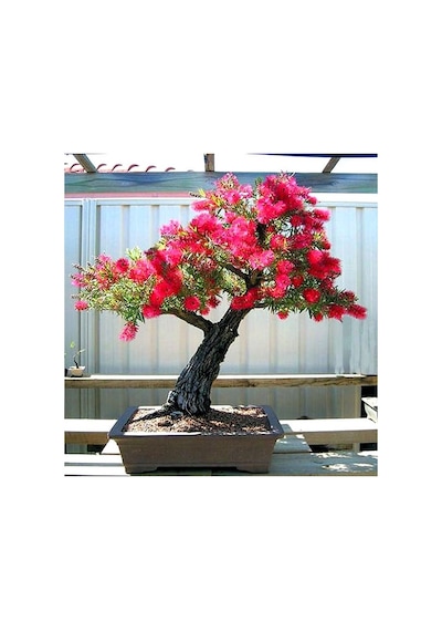 Bodur Callistemon Bonzai Ağacı Tohumu Ekim Seti 20 Tohum +Saksı+T