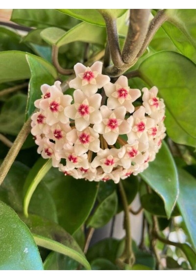 Çok Avantajlı Beyaz Renk Mum Çiçeği Hoya Carnosa Kokulu 1.kalite 10-20cm