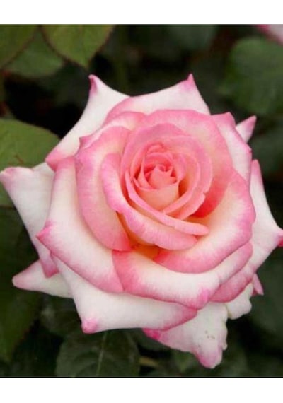 Pembe Beyaz Sarmaşık Gül Fidanı 5 Adet 15-25 Cm