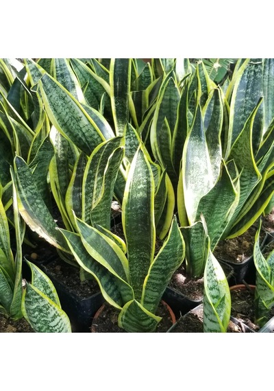Büyük Boy Peygamber Kılıcı Sansevieria Trifasciata  Saksıda 5491