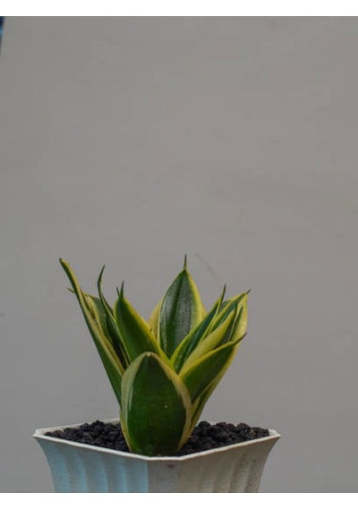 Bodur Kılıç Fidanı 20-40cm Saksılı Çiçekli Bodur Bitkiler Gladiolus