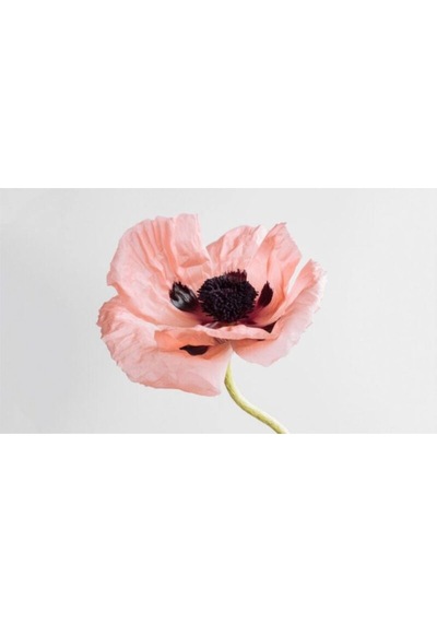 Pembe Gelincik Çiçeği Tohumu 25 Adet Tohum Çiçek Tohumu