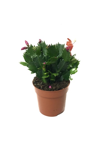 Schlumbergera - Kırmızı