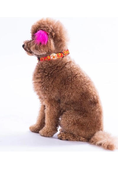 Pawstar Poodle Boyun Tasması M Boyun Çevresi: 32 Cm X 48 Cm Çok Renkli