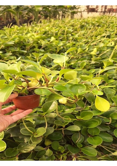 Zümrüt Dalgası Çiçeği 1 Adet Saksılı Sarmaşık Bitki 10-30cm Peperomia