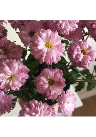 Kasımpatı Çiçeği Fidesi Pembe 10-20 Cm