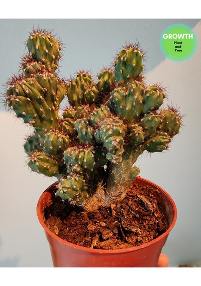 Cereus Repandus 1 Adet