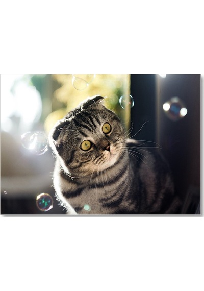 Cakasepetim Scottish Fold Tekir Ve Baloncuklar Ahşap Mdf Tablo