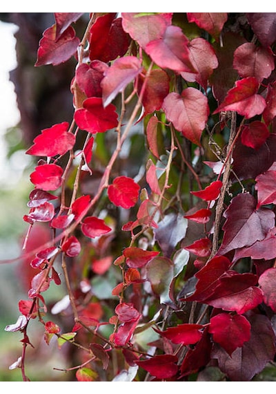 Favori Ürün Amerikan Sarmaşığı 50 60 Cm 1 Adet Saksılı Dış Mekan Parthenocissus Guinquefolia