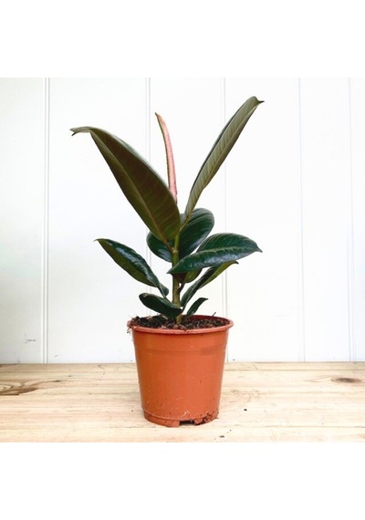 Kauçuk Ficus Elastica 40- 60 Cm 2 Adet