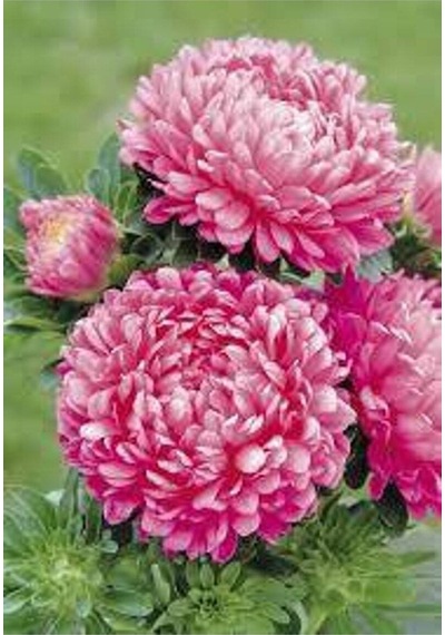 10 Adet Natural Aster Milady Pink Heirloom Tohumu