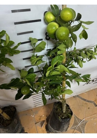 Soğuğa Çok Dayanıklı Fly Dragon Anaç Üzerine Aşılı Tam Bodur Tüplü Mayer Limon Yaş 3