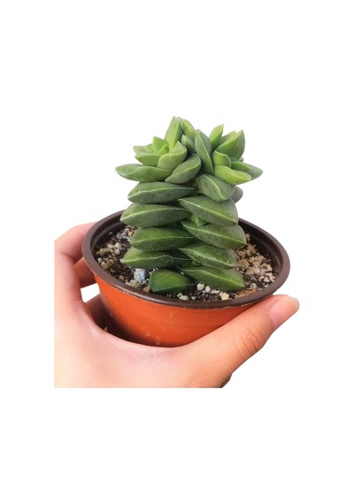 Crassula Springtime 5 Adet