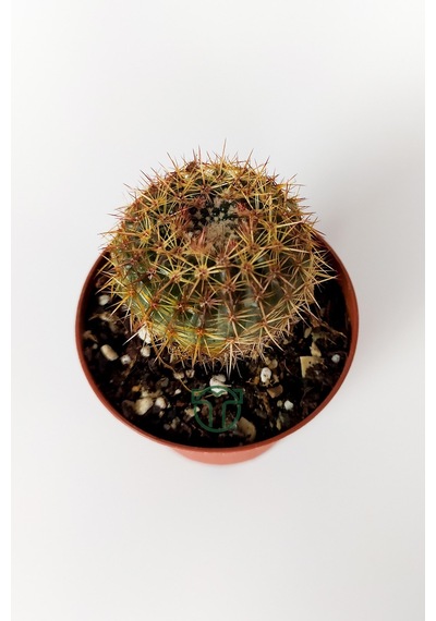 Parodia Erubescens Özel Tür Kaktüs 5.5 CM Saksıda