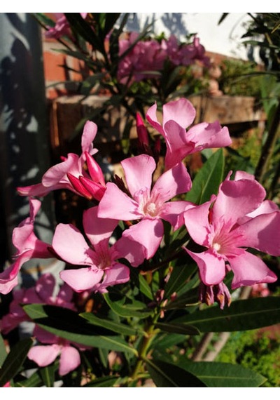Videolu Zakkum Fidanı 2 Adet Pembe-beyaz Saksılı/tüplü 70-100cm Dış Mekan Oleanders